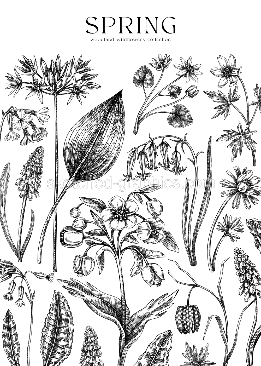 Vintage spring background. Wildflowers. Woodland wild flower sketches. Floral card, wedding invitation design template. Hand drawn vector illustration, NOT AI generated Illustration